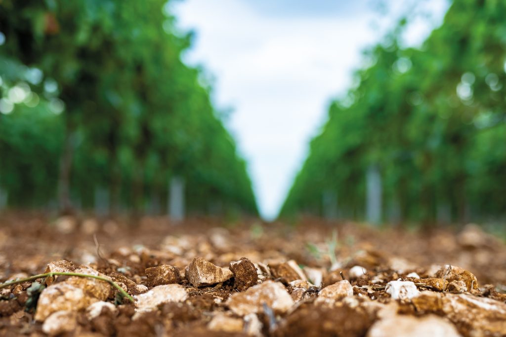 Foto von einem Weinberg der Masseria Altemura.