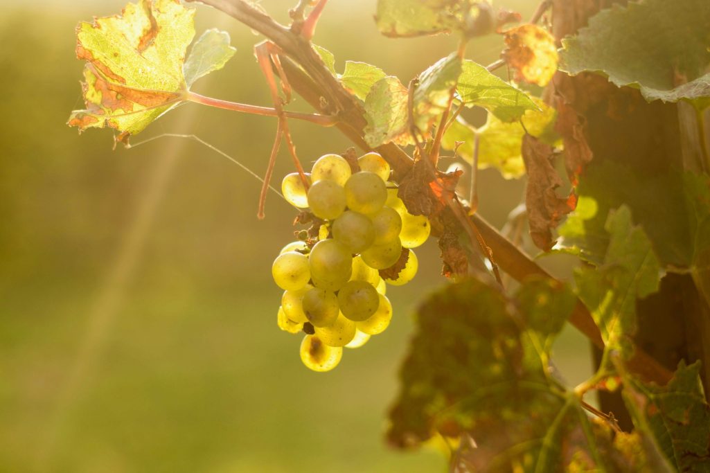 Reife grüngelbe Weintrauben an einer Rebe im warmen Sonnenlicht, umgeben von Weinblättern.