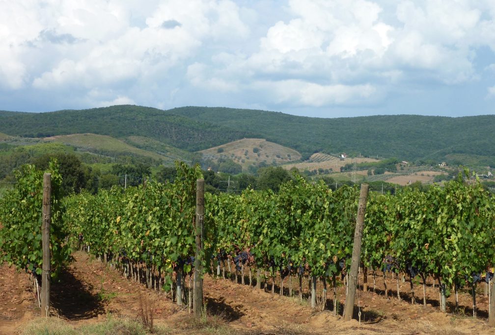 Weinberge der Kellerei Podere San Cristofero in der südlichen Toskana.