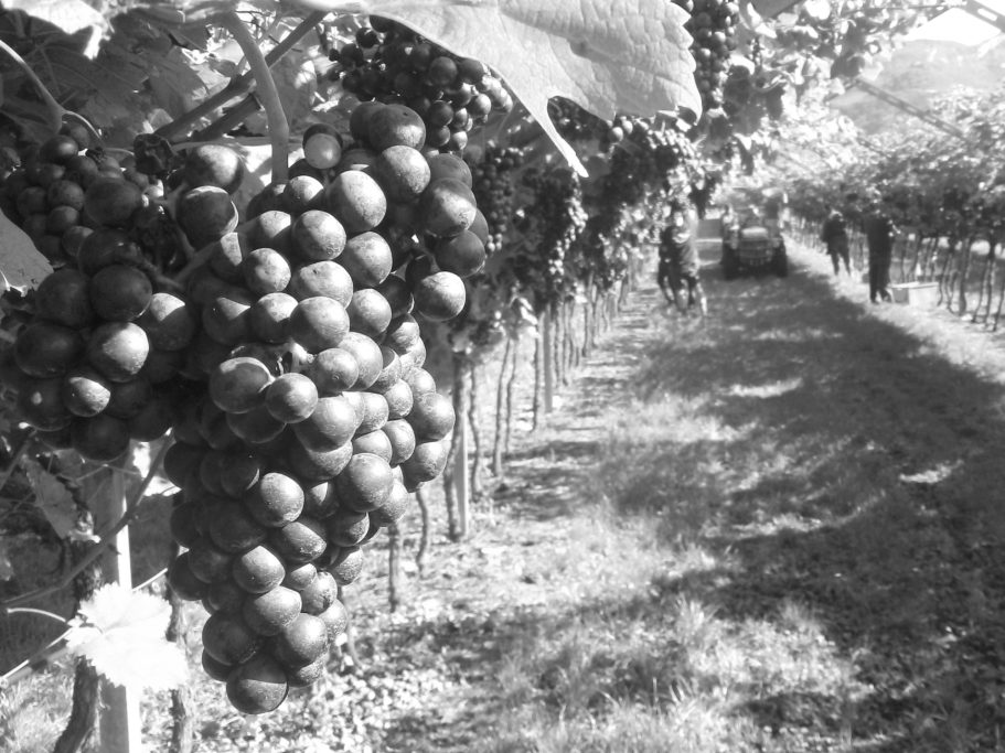 Ambiente Cantina Vivallis aus dem Trentino Schwarze Trauben wachsen an einer Traubenrebe in einem Weinberg.