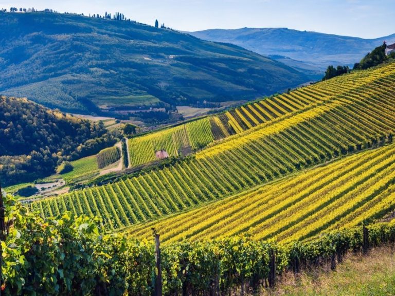Grüne Weinberge erstrecken sich über sanfte Hügel unter blauen Himmel im Piemont.