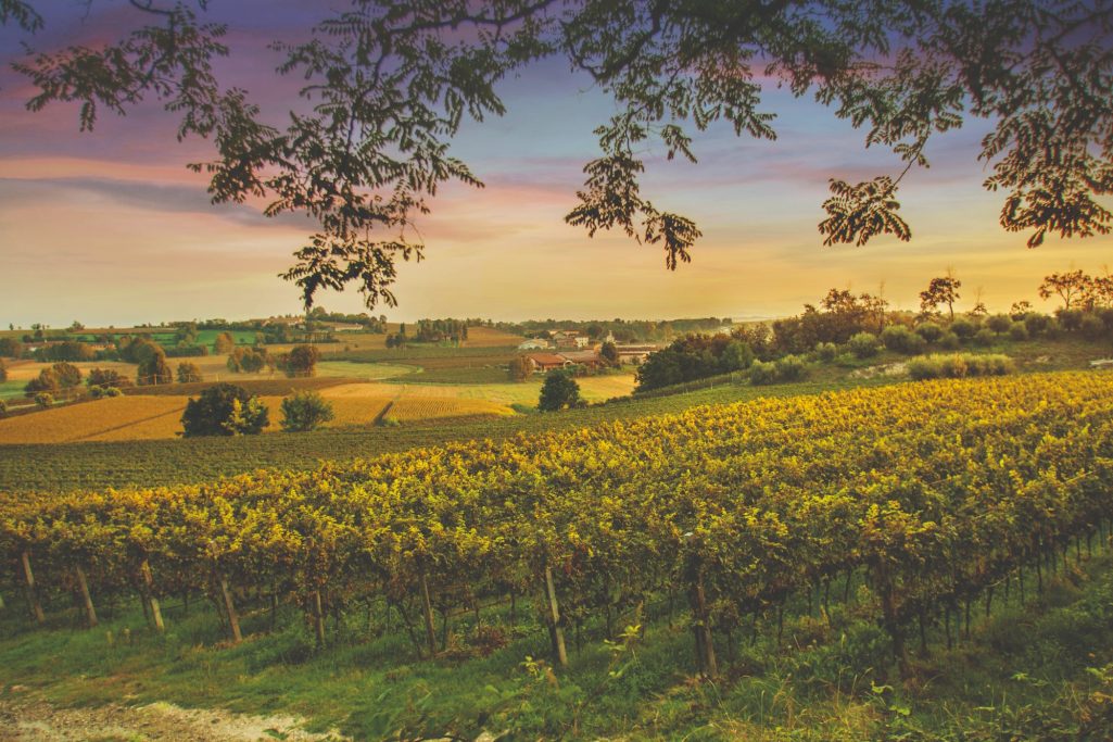 Panoramafoto von den Weinbergen der Cantina Bertagna.