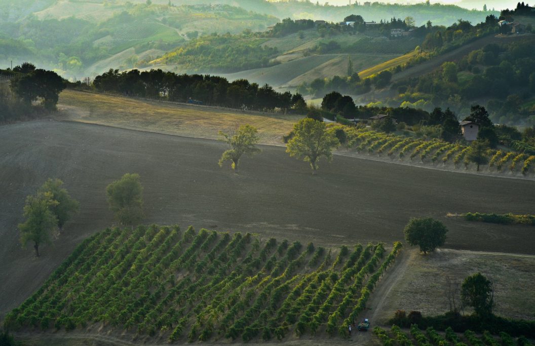 Panoramabild von Weinbergen der Cantina Settecani in der Emilia.