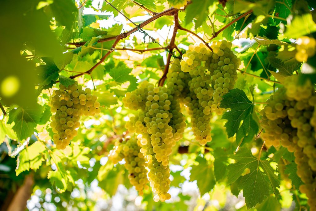 Foto von der Traubensorte Glera, die bei Riondo für Prosecco verwendet wird.