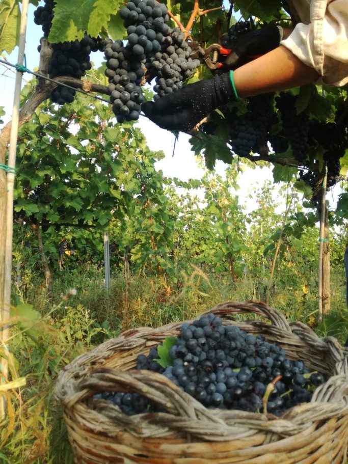 Weinlese bei der Cantina San Donaci in Apulien.