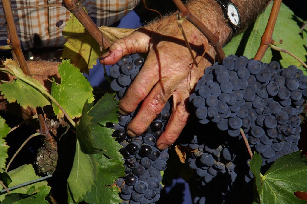 Foto von der Weinlese bei der Kellerei Franco Pacenti.