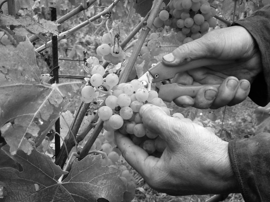 Ambiente Cantina Vivallis Hände schneiden Trauben von einer Weinrebe.