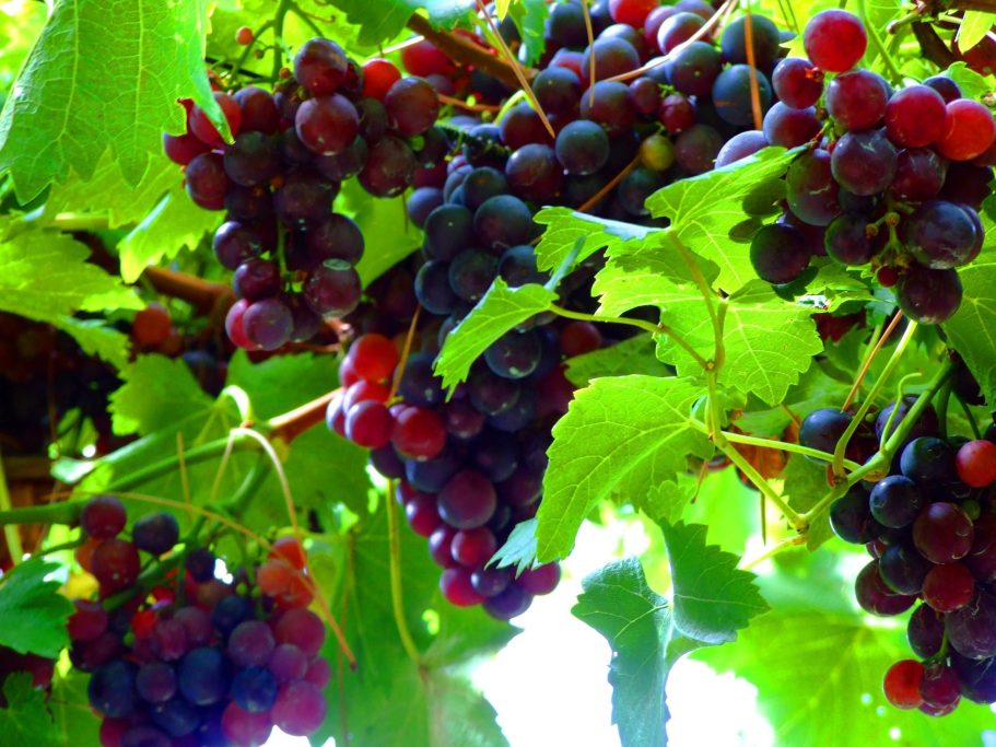 Reife rotviolette bis dunkelblaue Weintrauben hängen in mehreren dichten Traubenständen zwischen leuchtend grünen Weinblättern an der Rebe. 