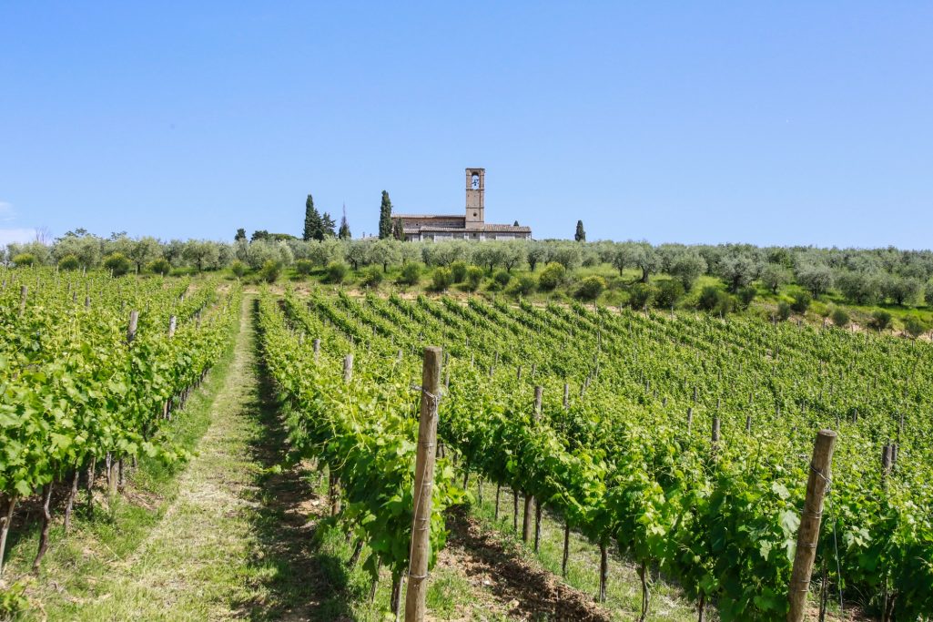 Weinberge der Abbazia Monte Oliveto.