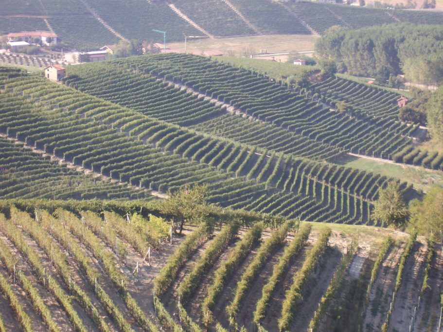 Panoramabild der vorwiegend Nebbiolo-Reben von Giacomo Fenocchio.