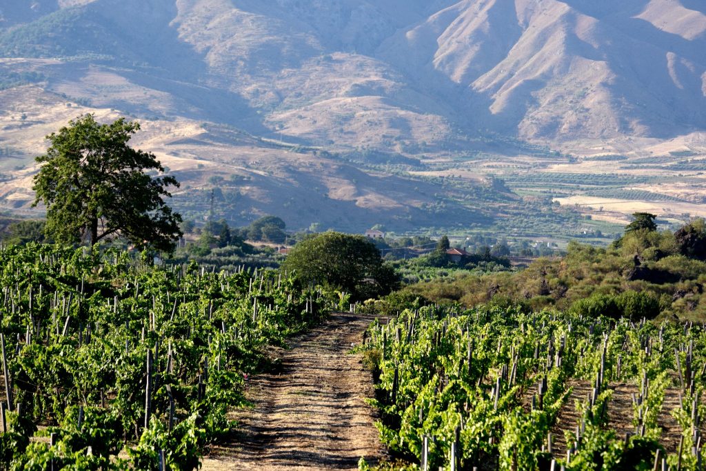 Weinberge der Kellerei Palmento Costanzo am Fuße des Ätna.