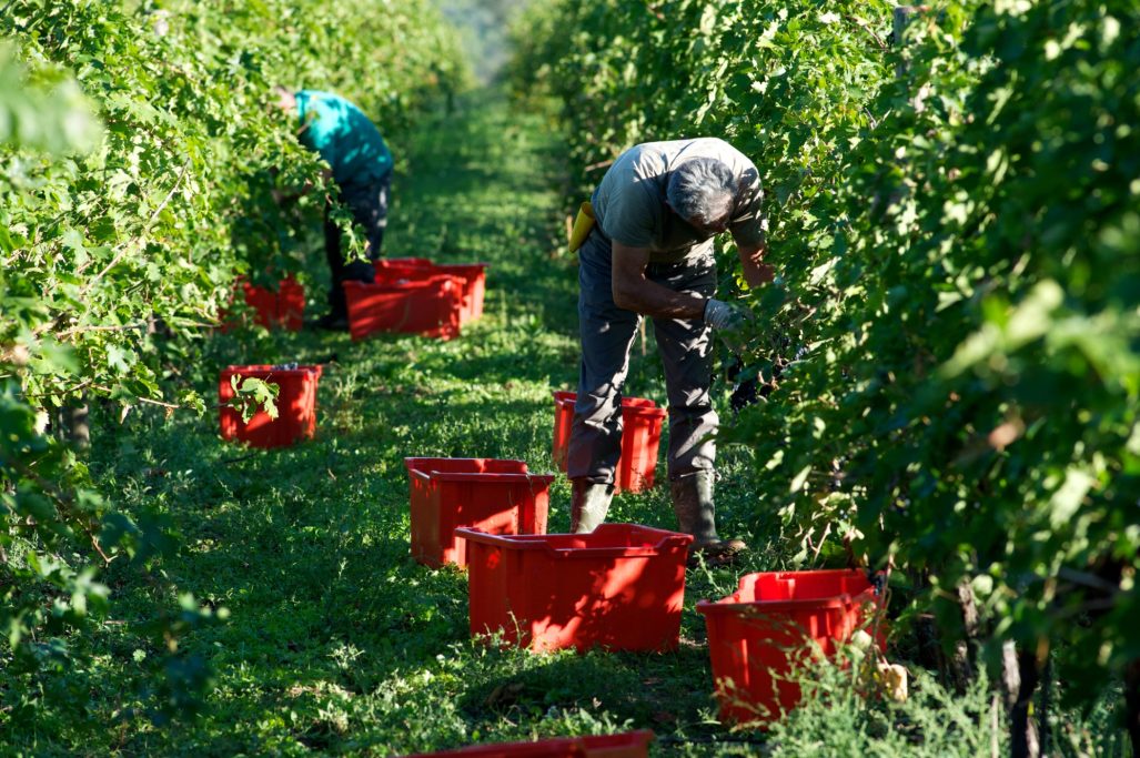 Bild von der Weinlese bei der Kellerei Casal Farneto in den Marken.